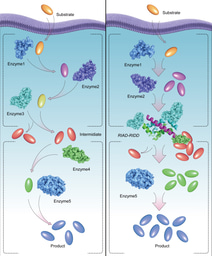 Using a novel artificial protein scaffold to streamline metabolic flux: Accurate assembly of intracellular metabolic key nodes