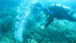 Beneath the Waves: Exploring Submarine Groundwater Discharge