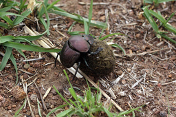 Dung beetles in degraded areas: unexpected insights from the Brazilian Cerrado