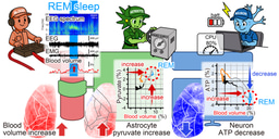 When More Blood Does Not Mean More Neuronal Energy: A Hidden Paradox of REM Sleep