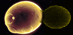 Identifying recently evolved genes in yeast
