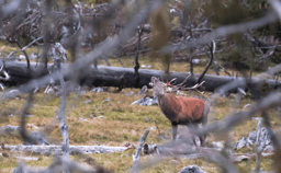 Why Increasing Forest Disturbances are Good News for Europe’s Large Herbivores