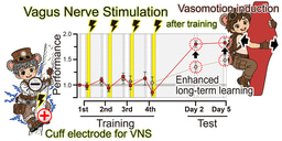 From body signals to brain rhythms: vagus nerve stimulation, vascular motion, and learning
