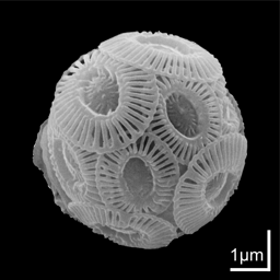 Fewer blooms of calcifying phytoplankton in a future ocean?