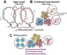 Active chromatin is not simply open: it forms compact domains that cohesin keeps from mixing