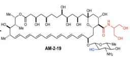 An antifungal and its malcontents: Taming ‘ampho-terrible’