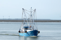 Action required to conserve seagrasses to support European fisheries