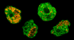 Gene gain in intracellular bacteria or how Chlamydiae defy the odds