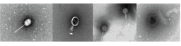 Friends or foes? Virus-encoded auxiliary metabolism and pesticide degradation genes might promote bacterial survival in pesticide-contaminated soils