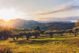 Olive oil intake and breast cancer: is there a link? 