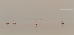 Foggy future of tropical waterbirds
