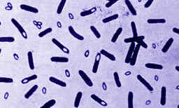Revisiting the puzzling paradigm of inheritance without DNA: From Griffith to Yuan and Hochschild