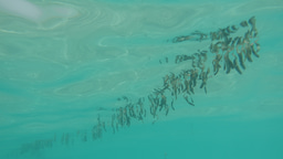 After the Paper | Seaweed beyond carbon sinks