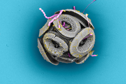 Behind the paper: the tiny shell, the stubborn alga, and the PhD question that refused to die