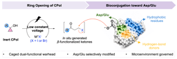 A small ring with a big role: turning cyclopropanol into a controllable tool for bioconjugation