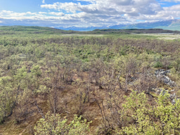 When the forest canopy disappears: tracing BVOC emissions from the understory