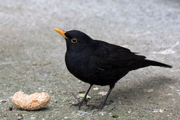 Bird Diversity and Mosquito-Borne Viruses - A bird’s eye view of a growing concern. 