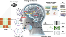 2D Materials Powering Neuromorphic Intelligence