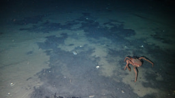Decoding the genome of a cold seep Aplacophoran mollusc Chaetoderma sp.