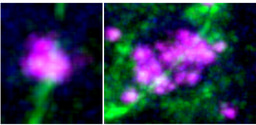 When γ-tubulin goes beyond the centrosome: a story of centromeres, micronuclei and cellular organization