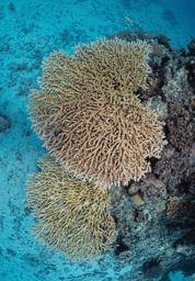 The Microbial Signals Shaping Coral Responses to Extreme Heat