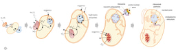 Digging into the syntrophic origin of eukaryotes