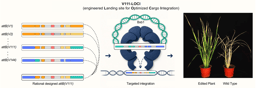 The armhole, not the sleeve: redesigning DNA landing sites for large gene integration