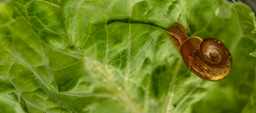 Solutions at a Snail’s Pace
