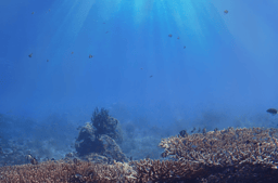 Marine heatwaves threaten coastal ecosystems