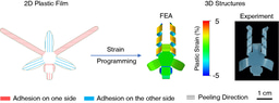 Peeling-induced shape morphing of plastic film