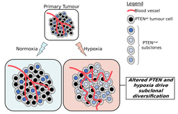 Hypoxia, Evolution and Pan-Cancer Studies