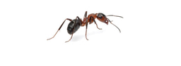 Replicating the Insect Antennae