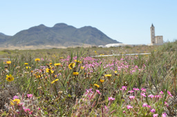 Do non-native plants need fungal partners to succeed?