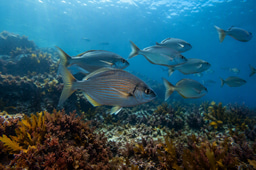 The first years after protection: what changes beneath the Mediterranean seafloor?