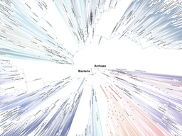 Bacteria and Archaea are not that distant according to phylogenomics
