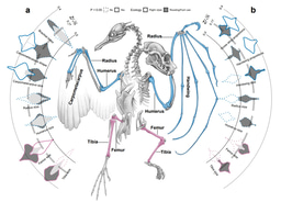 Evolutionary integration of fore- and hindlimb proportions within the bat wing membrane inhibits ecological adaptation compared to birds