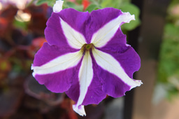 Call for papers: Plant Epigenetics and Epigenomics