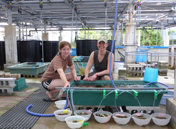 World Oceans Day 2016: A model for corals