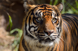 Tolerating tigers: do local beliefs offset human-wildlife conflicts?