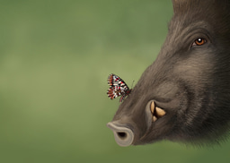 Beauty and the Beast: wild boar as a butterfly ally