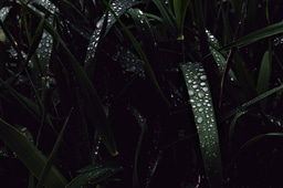 Commonly used heat stress indices disagree about the effect of moisture on heat stress