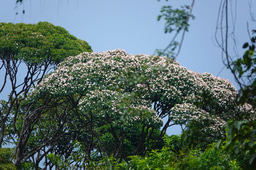 Pollination and dispersal networks in the Amazonian tree flora