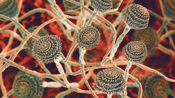 Call for papers: Fungal Diseases