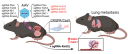 Unleashing the Potential of CRISPR for In Vivo Cancer Research
