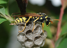From the BugBitten Archives: A remarkable wasp parasite