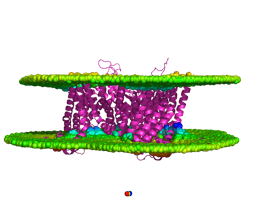 The Soluble Paradox: A Life Beneath the Surface