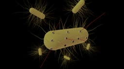 Revealing the secrets of phage secretins