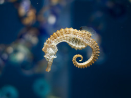 How seahorses change colour, one habitat at a time