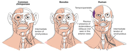 Bonobos - revealing just-so stories on human evolution