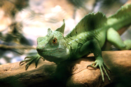 A paleontological gold mine to understand the radiation of reptiles